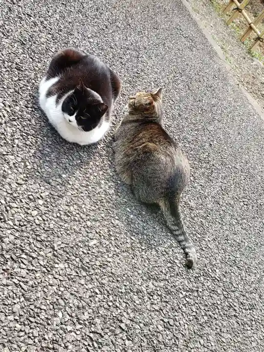 白金氷川神社の動物