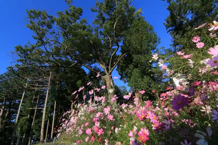 阿久津「田村神社」(郡山市阿久津町)旧社名:伊豆箱根三嶋三社の景色