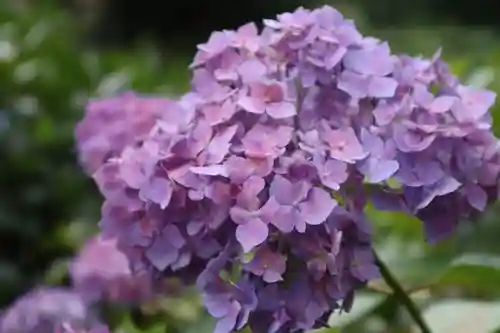 三室戸寺(京都府)