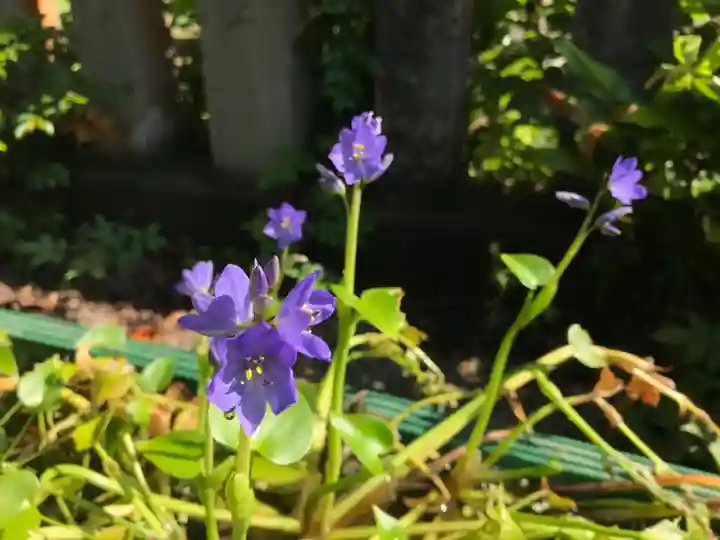 藤島神社(贈正一位新田義貞公之大宮)の自然