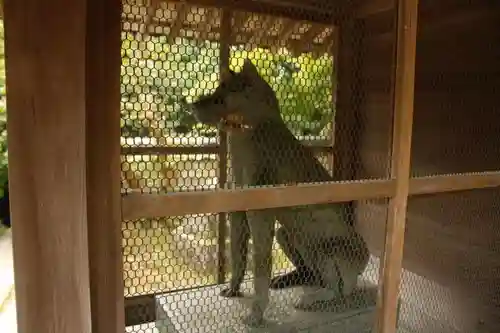 法楽寺の狛犬