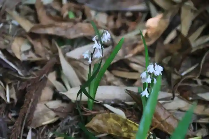 大六天麻王神社の自然
