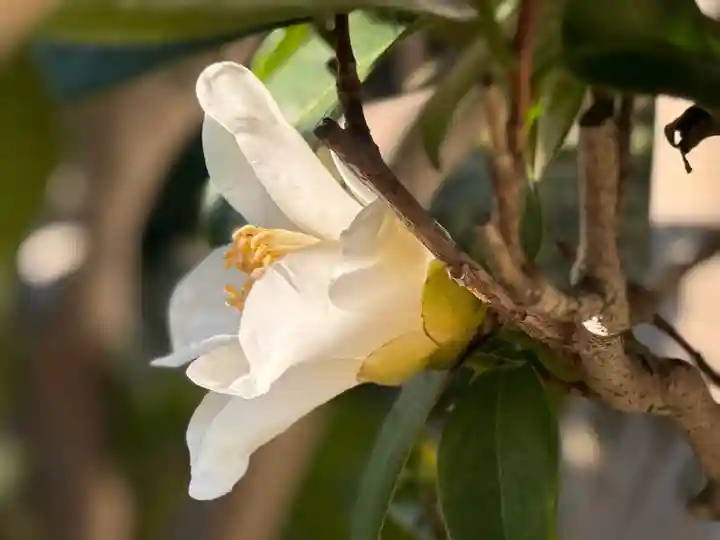 西方山極楽寺(岐阜県)