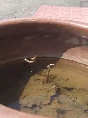 雨竜　専福寺(北海道)