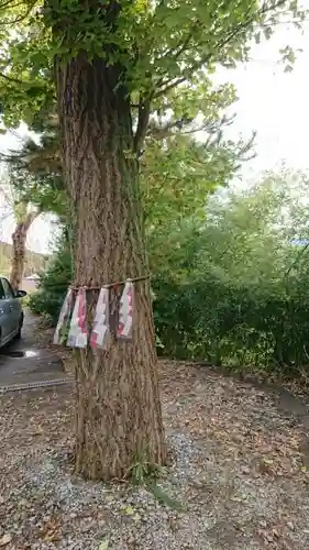 鹿角八坂神社の自然