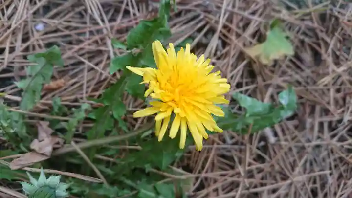 山神社(前田)の自然