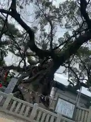 老松神社の自然