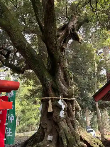 大杉神社の{uncategorized: "未分類", other: "その他", undefined: "問題あり", building: "その他建物", grave: "お墓", sacred_gate: "鳥居", guardian: "狛犬", statue: "像", buddha: "仏像", history: "歴史", nature: "自然", garden: "庭園", animal: "動物", pagoda: "塔", temizu: "手水舎", mountain_gate: "山門・神門", sanctuary: "本殿・本堂", subordinate: "末社・摂社", art: "芸術", scenery: "景色", jizo: "地蔵", ema: "絵馬", goshuin: "御朱印", omikuji: "おみくじ", items: "授与品その他", amulet: "お守り", goshuincho: "御朱印帳", eats: "食事", festival: "お祭り", votive_dance: "神楽", shichigosan: "七五三参", wedding: "結婚式", experience: "体験その他", initially: "初詣", around: "周辺", anti_infection: "感染症対策"}