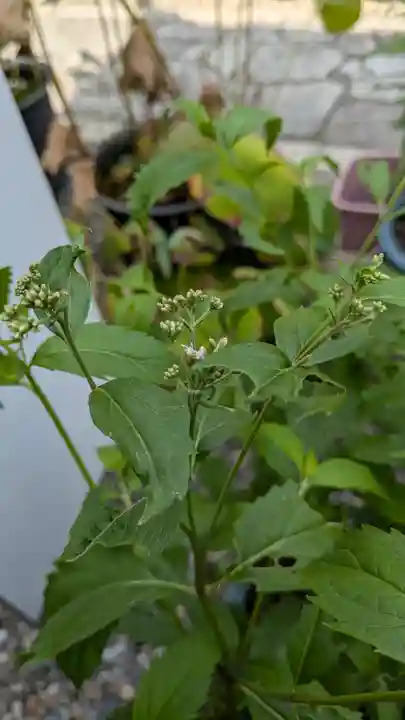 行願寺(革堂)(京都府)