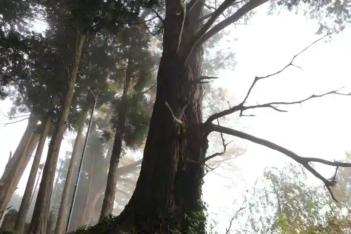 阿久津「田村神社」(郡山市阿久津町)旧社名:伊豆箱根三嶋三社の自然