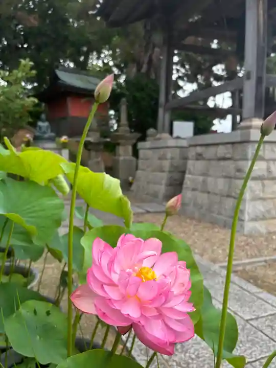 素盞嗚神社(兵庫県)