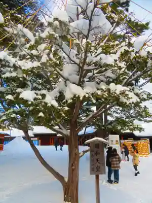 北海道神宮(北海道)