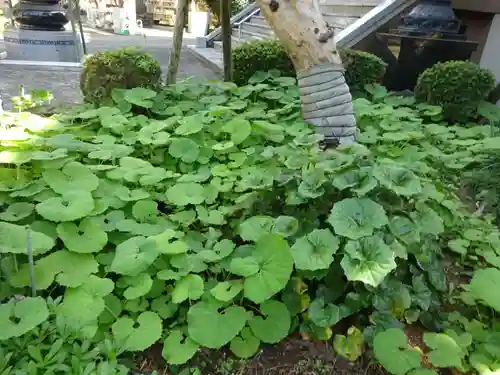 八幡山観音寺の自然
