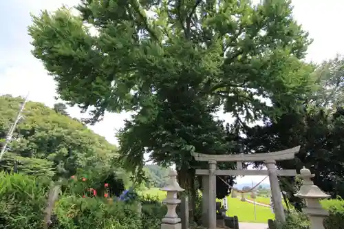 今泉神社の鳥居