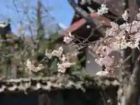 木舟山 順教寺の自然