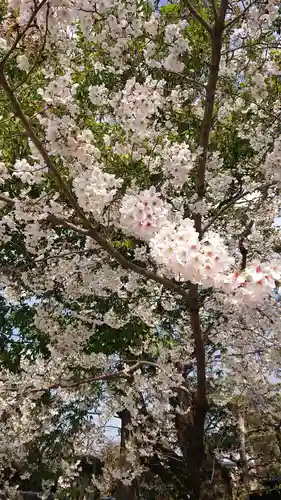 尾張大國霊神社（国府宮）の自然