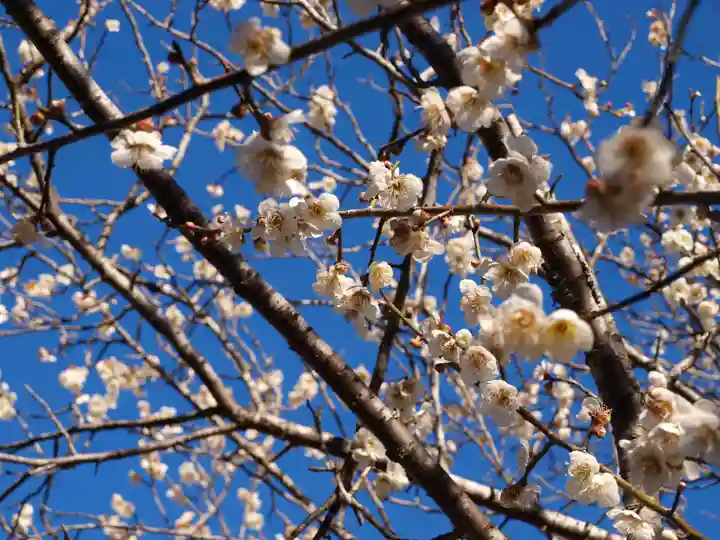壽命院 永徳寺の自然