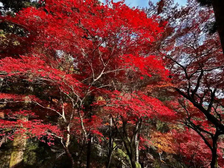 大興善寺の{uncategorized: "未分類", other: "その他", undefined: "問題あり", building: "その他建物", grave: "お墓", sacred_gate: "鳥居", guardian: "狛犬", statue: "像", buddha: "仏像", history: "歴史", nature: "自然", garden: "庭園", animal: "動物", pagoda: "塔", temizu: "手水舎", mountain_gate: "山門・神門", sanctuary: "本殿・本堂", subordinate: "末社・摂社", art: "芸術", scenery: "景色", jizo: "地蔵", ema: "絵馬", goshuin: "御朱印", omikuji: "おみくじ", items: "授与品その他", amulet: "お守り", goshuincho: "御朱印帳", eats: "食事", festival: "お祭り", votive_dance: "神楽", shichigosan: "七五三参", wedding: "結婚式", experience: "体験その他", initially: "初詣", around: "周辺", anti_infection: "感染症対策"}