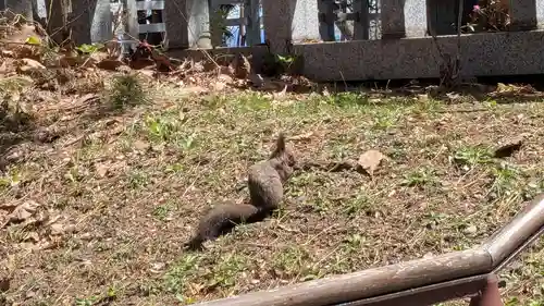上川神社の動物