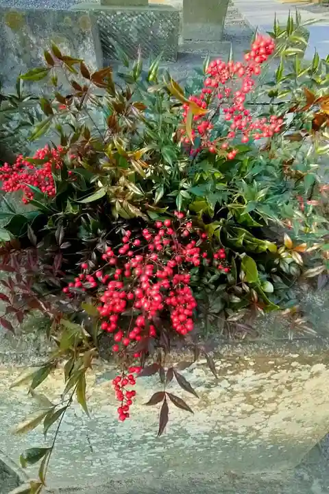 熊野福藏神社の自然