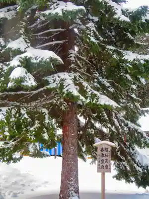 北海道神宮(北海道)