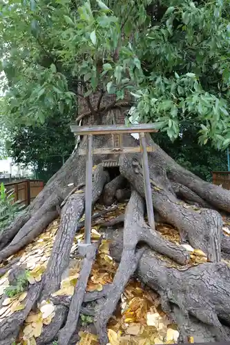 和泉國一之宮　大鳥大社(大阪府)