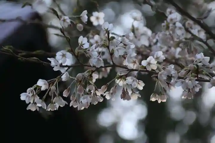 紀伊宮神社の自然
