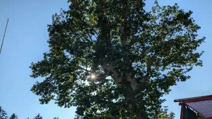 沼田神社の自然