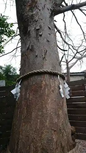 鎮守氷川神社の自然