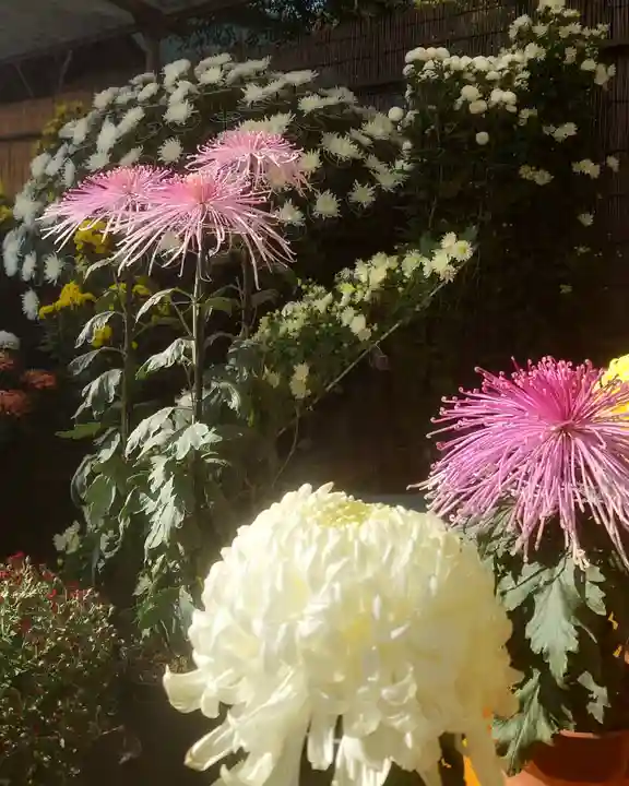 津島神社の自然