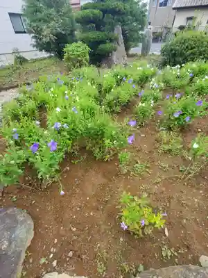 多宝寺(埼玉県)