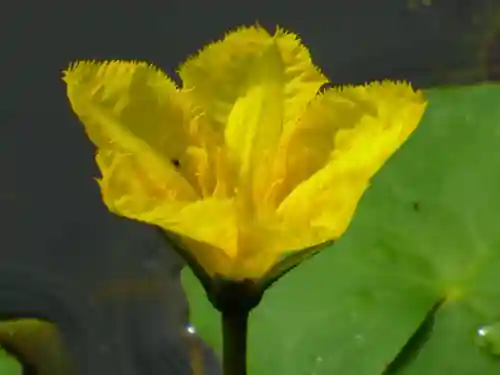 岩井八坂神社(茨城県)
