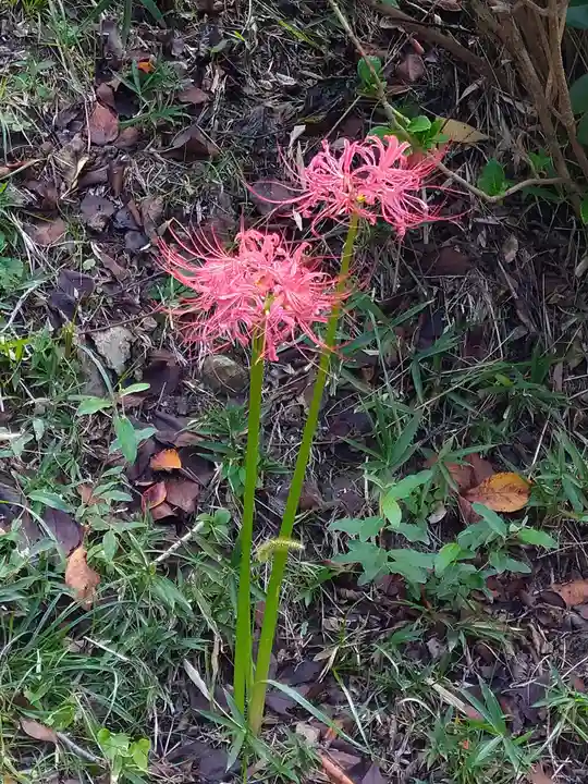 木華佐久耶比咩神社の自然