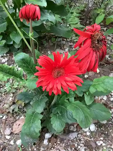 富部神社の自然
