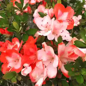 豊景神社の自然(2022年06月11日(土) 06時02分31秒投稿)