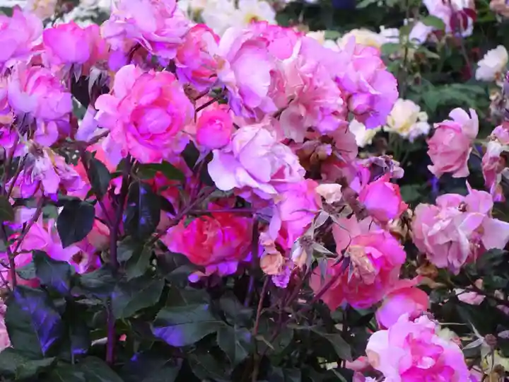 天王山 安楽寺の自然