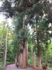 十和田神社の自然