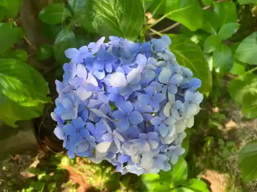 高尾山薬王院の自然