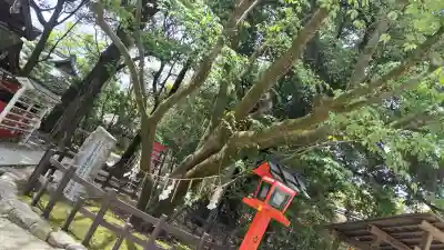 賀茂御祖神社（下鴨神社）(京都府)