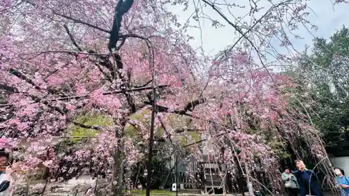 平野神社(京都府)