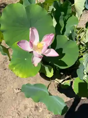 大仙寺(岐阜県)