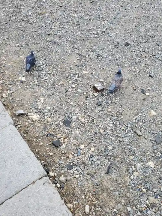 善光寺大勧進の動物