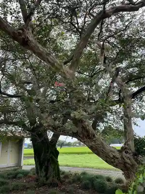 川西薬師堂(栃木県)