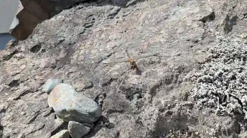 八葉峰寺の動物