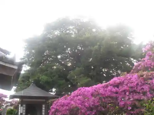 安養院　(田代寺）の芸術