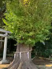 弓田香取神社の自然