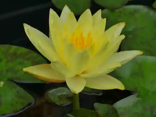 極楽山　浄土寺の自然