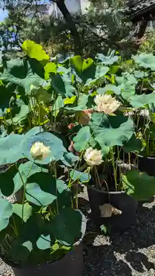 行願寺（革堂）(京都府)