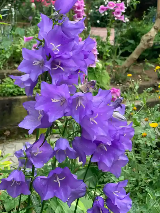 曽我浅間神社の自然