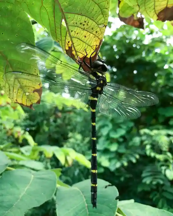 高司神社〜むすびの神の鎮まる社〜(福島県)